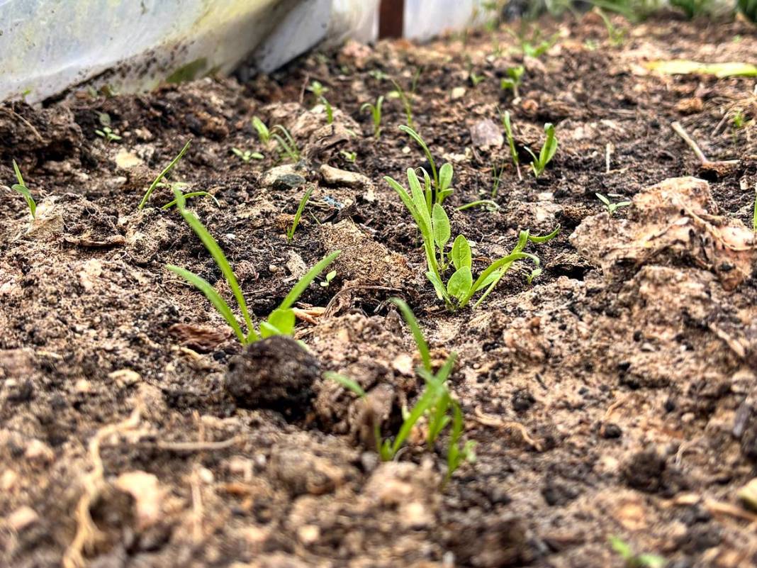 Balkonunda başladı, 150 bin tohumla Türkiye'yi değiştirdi! 5